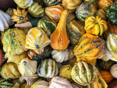 Collection of pumpkins of different colors. Autumn harvest. Halloween event. Nature and well-being. clipart