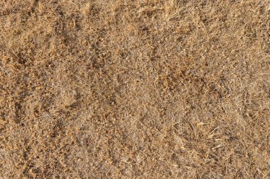 Kahverengi çimen tam çerçeve arka plan kurudu ve güneş ışığıyla yandı