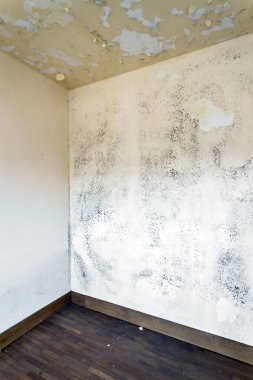 Duvardaki yosun ve küf lekeleri kötü havalandırma ve yüksek nem nedeniyle olmuş. Sağlığa zarar.