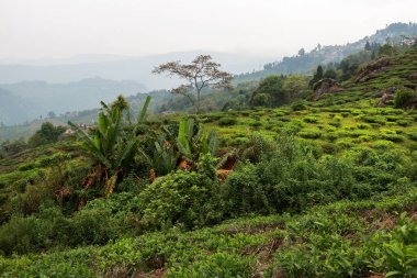 Darjeeling 'de Kurseong kırsalının manzarası