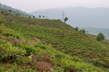 Darjeeling 'de Kurseong kırsalının manzarası