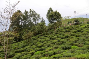Darjeeling 'de Kurseong kırsalının manzarası