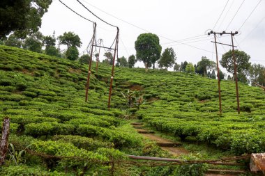 Darjeeling 'de Kurseong kırsalının manzarası