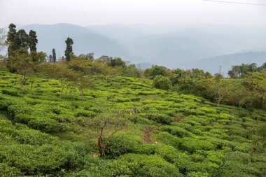 Darjeeling 'de Kurseong kırsalının manzarası