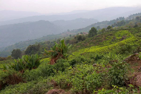 Darjeeling 'de Kurseong kırsalının manzarası