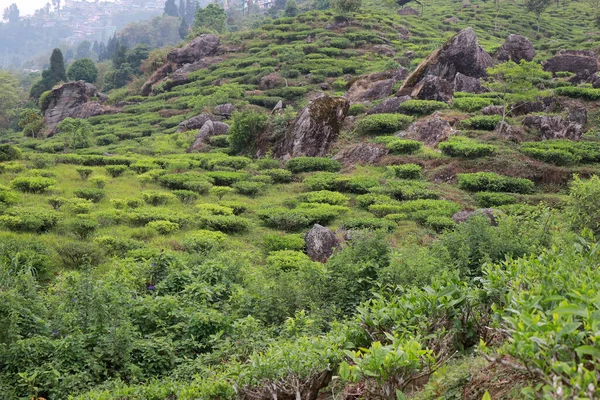 Darjeeling 'de Kurseong kırsalının manzarası