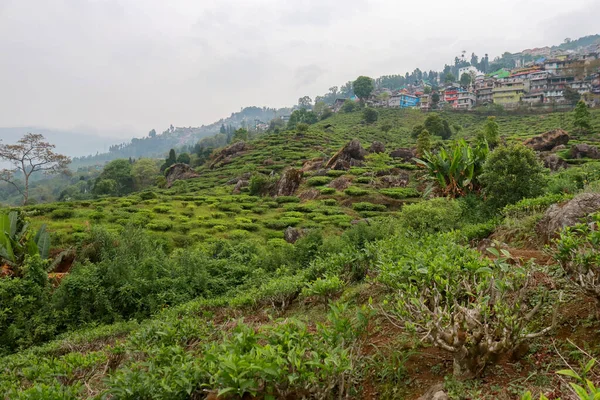 Landsbygdslandskap Kurseong Darjeeling — Stockfoto
