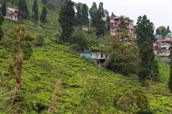 Landsbygdslandskap Kurseong Darjeeling — Stockfoto