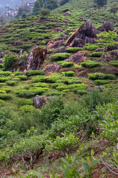 Darjeeling 'de Kurseong kırsalının manzarası