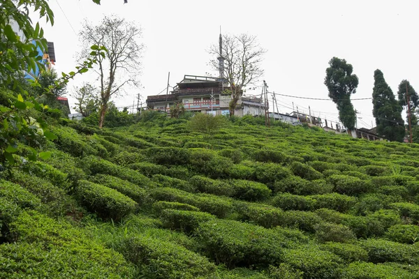 Paesaggio Campagna Kurseong Darjeeling — Foto Stock