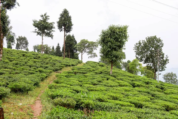 Darjeeling 'de Kurseong kırsalının manzarası