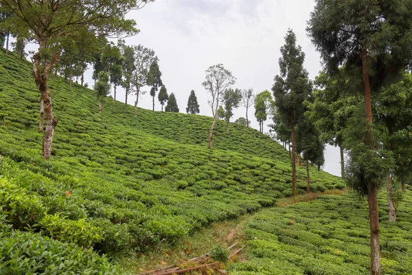 Darjeeling 'de Kurseong kırsalının manzarası