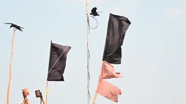 Corvos Estão Voando Situando Nos Pólos Das Bandeiras — Vídeo de Stock