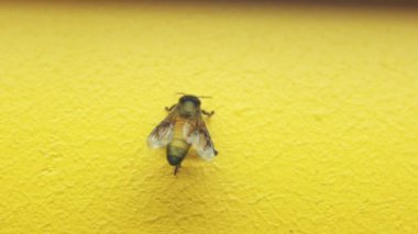 Güzel duvarda sıradan bal arısı
