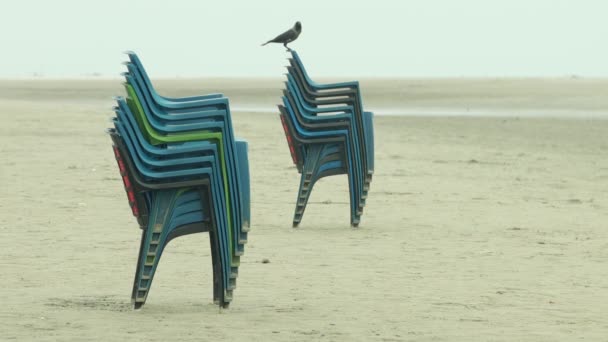 乌鸦正坐在海滩上的椅子上 — 图库视频影像