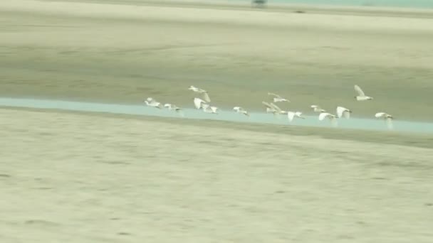 Buck Fågel Flyger Havet Stranden Bakkhali — Stockvideo