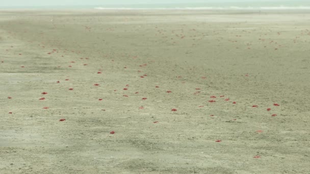 Повний Червоного Краба Морському Пляжі — стокове відео