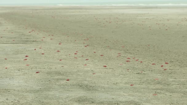 Piena Granchio Rosso Nella Spiaggia Del Mare — Video Stock