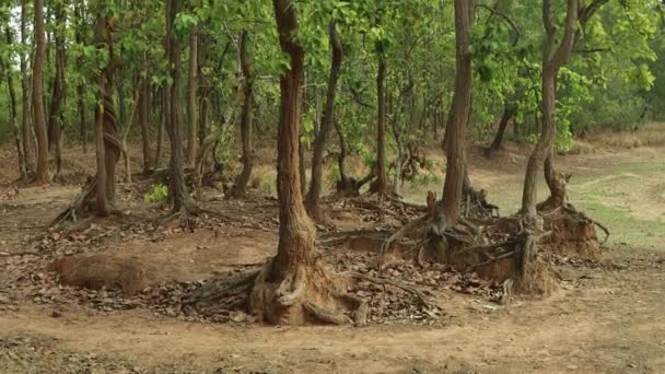 Интенсивный Лес Блока Компакт Дисков Иламбазар Болпуре Округа Бирбхум Индийском — стоковое видео