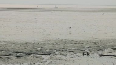 Balıkçıl kumsalda yiyecek aramak için uçuyor.