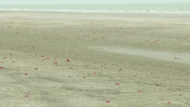 Penuh Kepiting Merah Pantai Laut — Stok Video