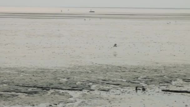 Heron Flyger Stranden Jakt Efter Mat — Stockvideo