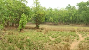 Ilambazar 'ın yoğun ormanları, Birbhum