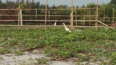 Balıkçıllar kumlu tarlada yiyecek buluyor.