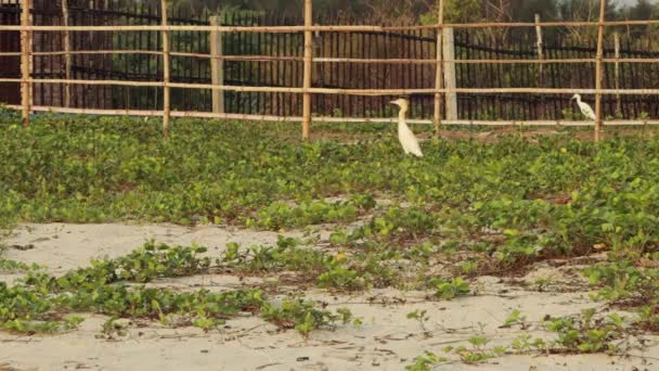苍鹭在沙地里觅食 — 图库视频影像