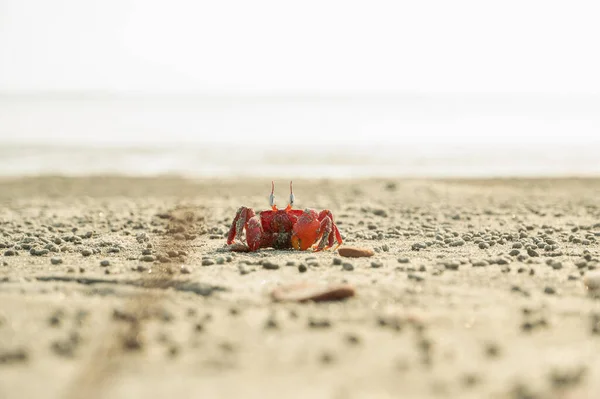 Crabe Sur Plage Maritime Bakkahli — Photo