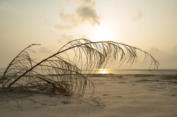 stock image Beautiful landscape of Bakkhali sea shore in golden hour