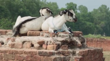 Keçiler Bangarh Kalesi 'nin eski duvarında oturuyorlar..
