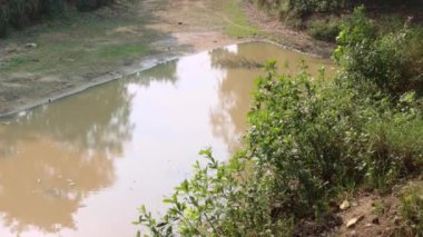 Balurghat 'taki ormanda bir kanal.