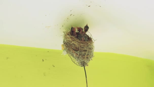 Indian Robin Parenting Chicks — Stock Video