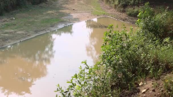 Kanał Dżungli Balurghat — Wideo stockowe