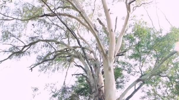 Big Tree Jungle — Stock Video