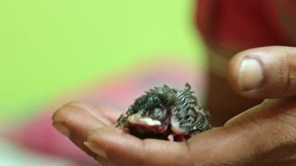 ナイチンゲールの鳥の女の世話をする — ストック動画