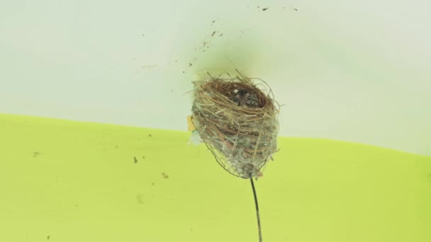 Polluelos Ruiseñor Está Siendo Alimentado Por Padre — Vídeos de Stock
