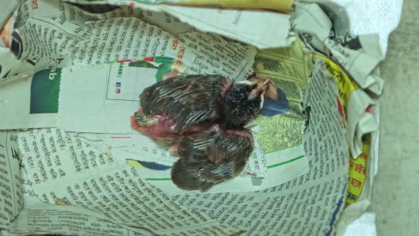 ナイチンゲール鳥の雛を育て — ストック動画