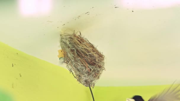 Bulbul Está Criando Sus Polluelos — Vídeos de Stock