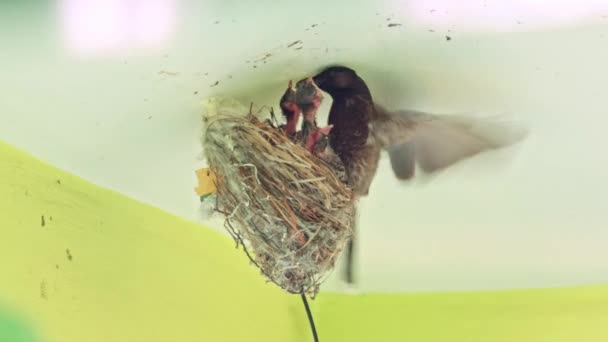 Bulbul Está Criando Sus Polluelos — Vídeo de stock
