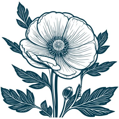 Estetik Güzel Düğünçiçeği Buket Çizimsel Görüntü Çizimi