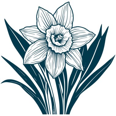 Estetik Güzel nergis çiçeği buket resimleme grafiksel siluet canlandırması