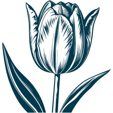 Estetik Güzel Lale Çiçeği Buket Görüntü Grafik Görünümü