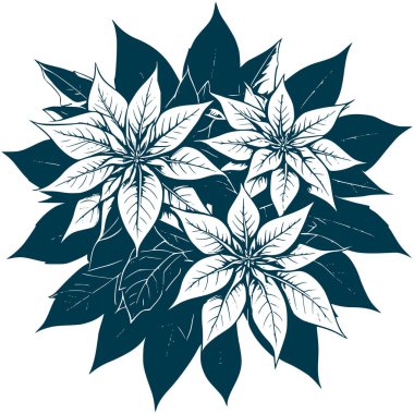 Estetik Güzel Poinsettia Çiçek Buketi Görüntü Grafik Görünümü