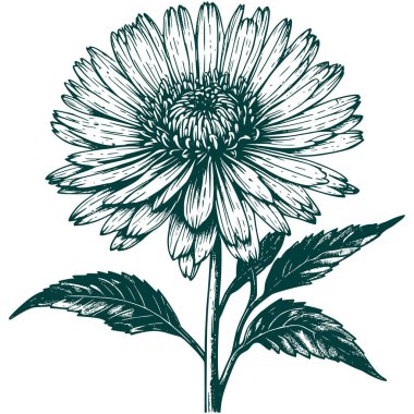 Estetik Güzel Botanik Çiçeği ve Grafik Siluet Çizimi Yapıyor