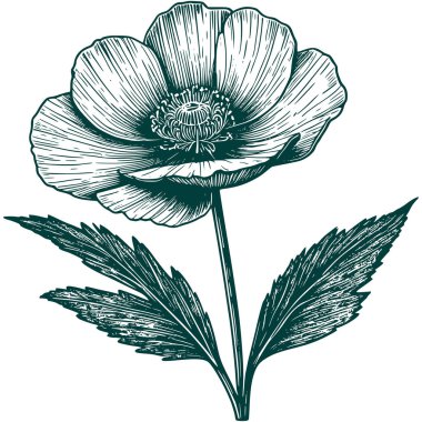 Estetik Güzel Botanik Çiçeği ve Grafik Siluet Çizimi Yapıyor