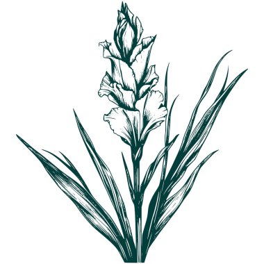 Estetik Güzel Botanik Çiçeği ve Grafik Siluet Çizimi Yapıyor