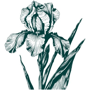 Estetik Güzel Botanik Çiçeği ve Grafik Siluet Çizimi Yapıyor