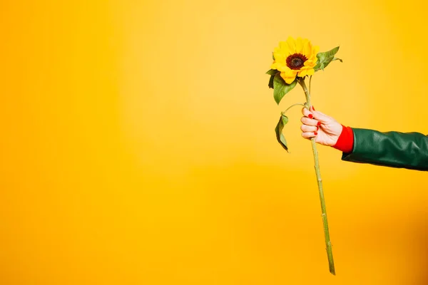 Mãos Uma Mulher Sênior Segurando Girassol Sobre Fundo Amarelo — Fotografia de Stock